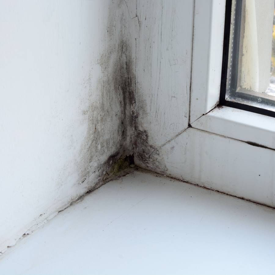 Water Damage and Black Mould Removal in Carlisle, Cumbria and Scotland